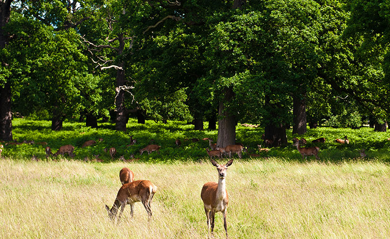 Richmond Park	 image