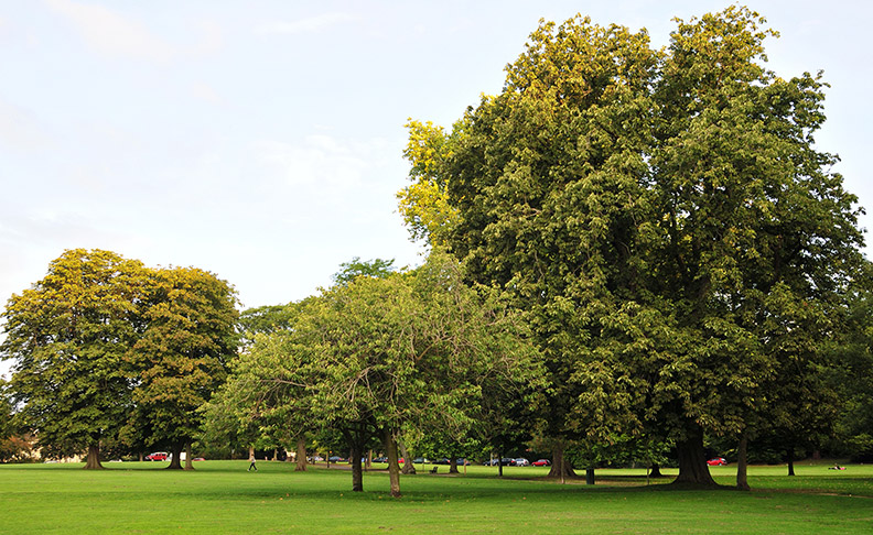 The Oaks Park	