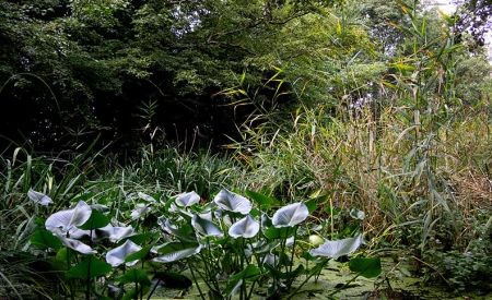 Camley Street Natural Park