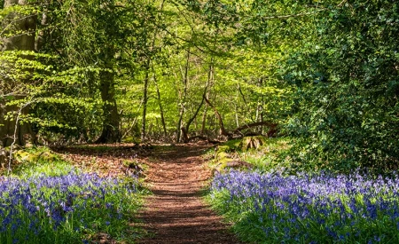 Stanmore Country Park