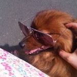 Honey Dale – a cool poochette from Highgate