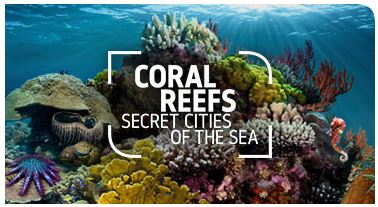 Coral Reef Natural History Museum