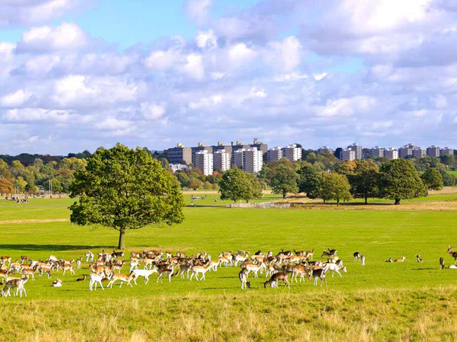 Richmond Park