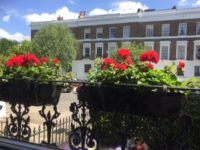 Plants and flowers