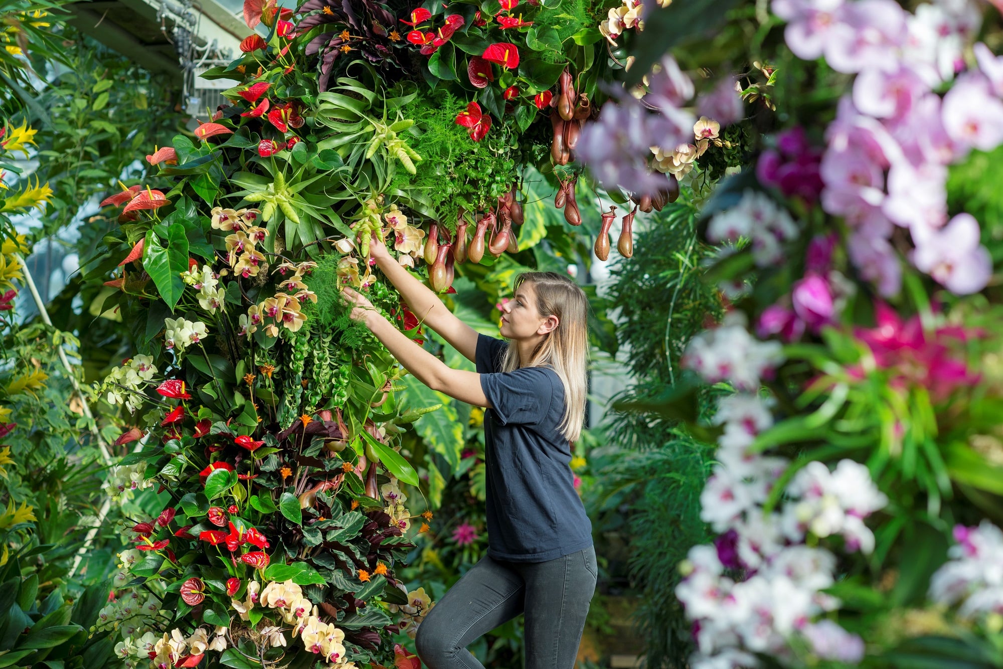 Orchids Festival - Kew Gardens