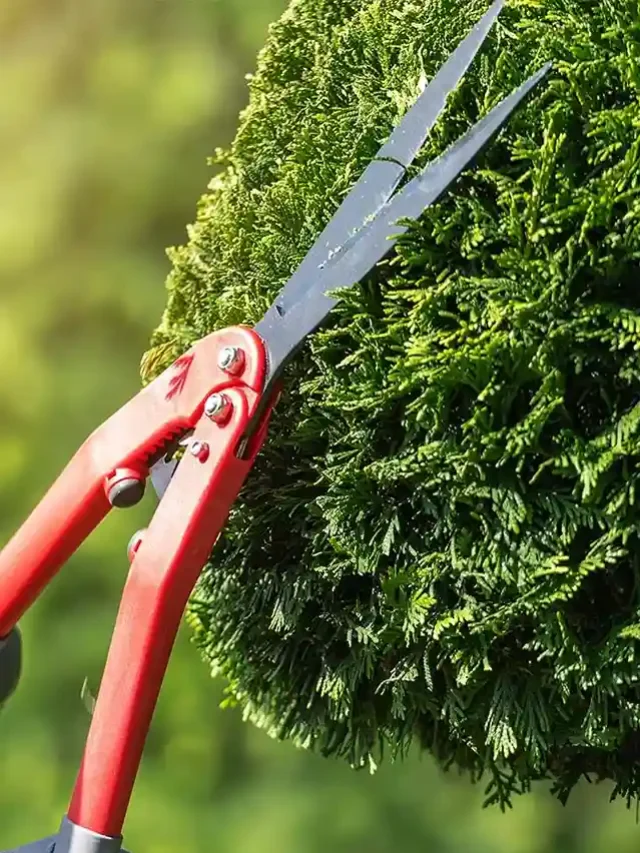 I am renting a flat who should pay for garden maintenance image