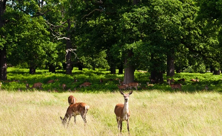 Richmond Park	